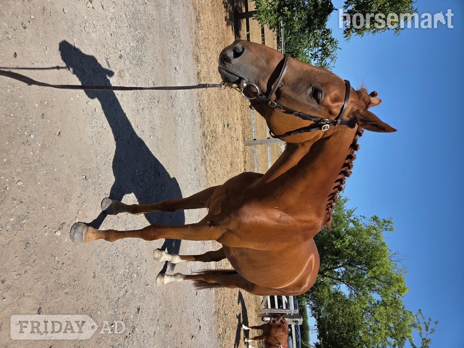 "Ezra " Chestnut Gelding Ex Racehorse - 