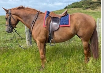 "Biba II"  Mare Broodmare