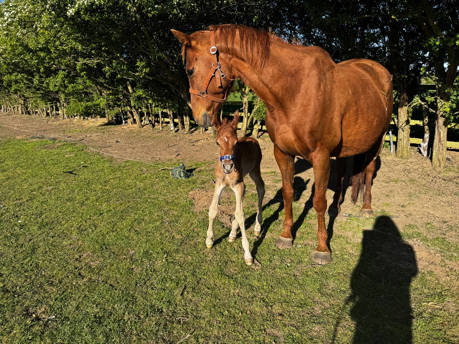"Biba II"  Mare Broodmare