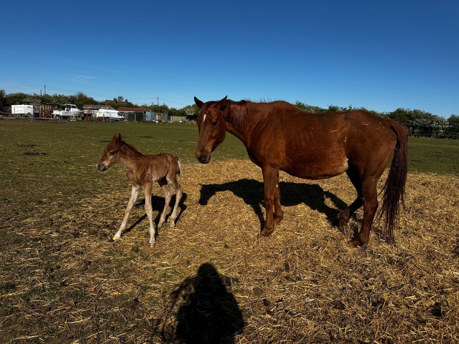 Lincoln "Biba II"  Mare Broodmare