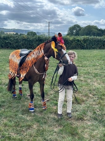 "Tiger" Liver Chestnut Gelding Lead Rein/First Ridden Pony