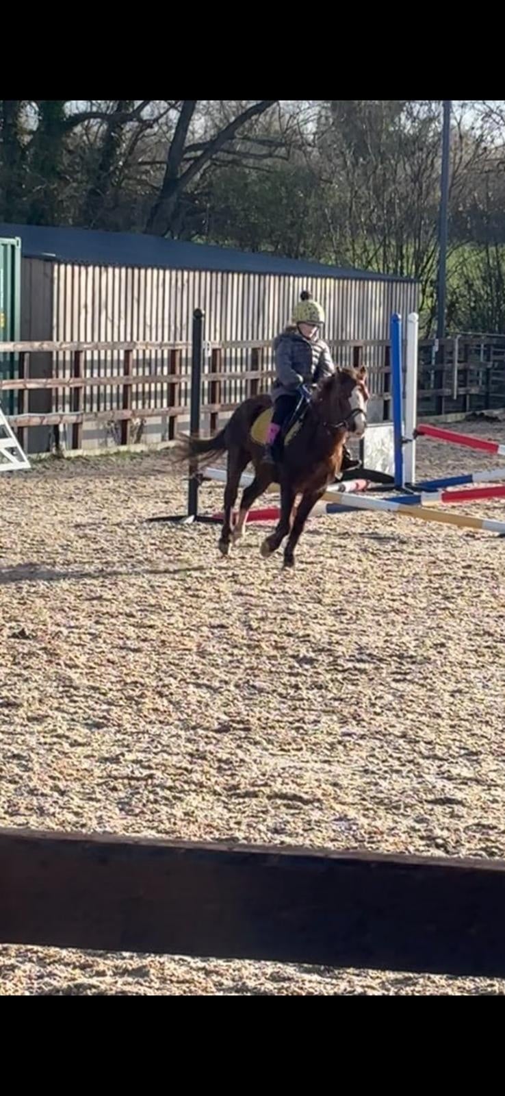 Winforton "Tiger" Liver Chestnut Gelding Lead Rein/First Ridden Pony
