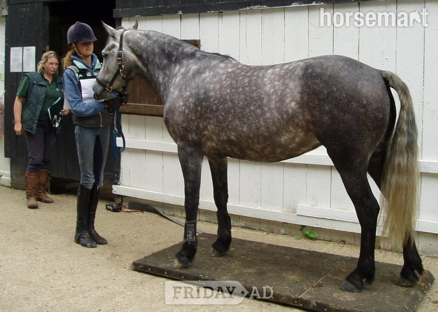 Richmond Equestrian Horse Weighing Platform