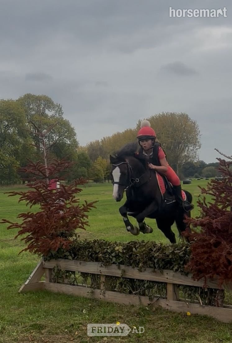 "Teddy" Liver Chestnut Gelding All Rounder in Hurley