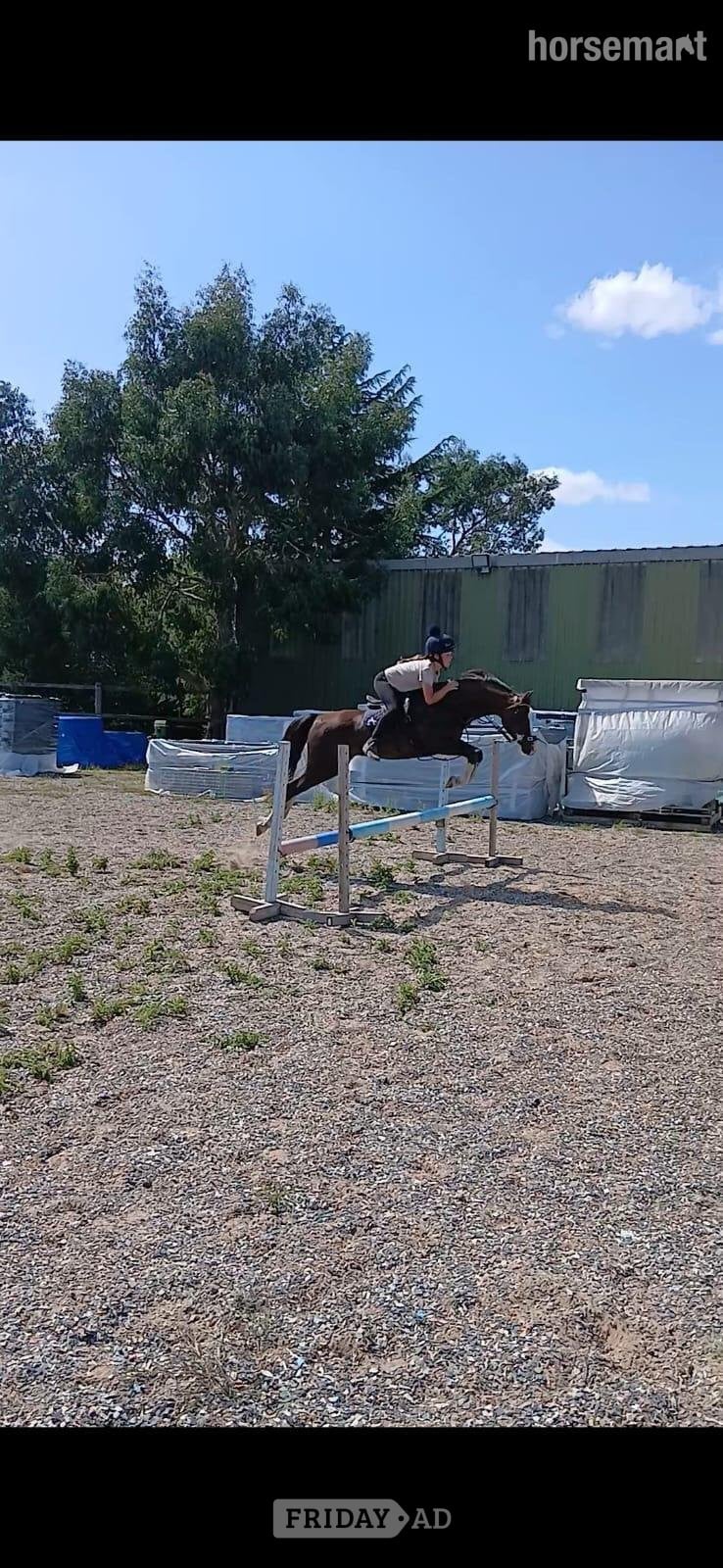 "Teddy" Liver Chestnut Gelding All Rounder