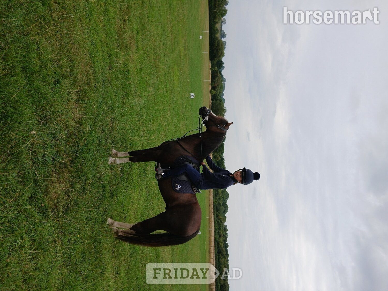 Hurley "Teddy" Liver Chestnut Gelding All Rounder