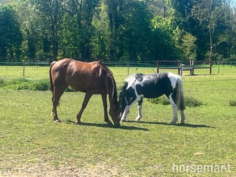 "Danny Boy " Piebald Gelding All Rounder