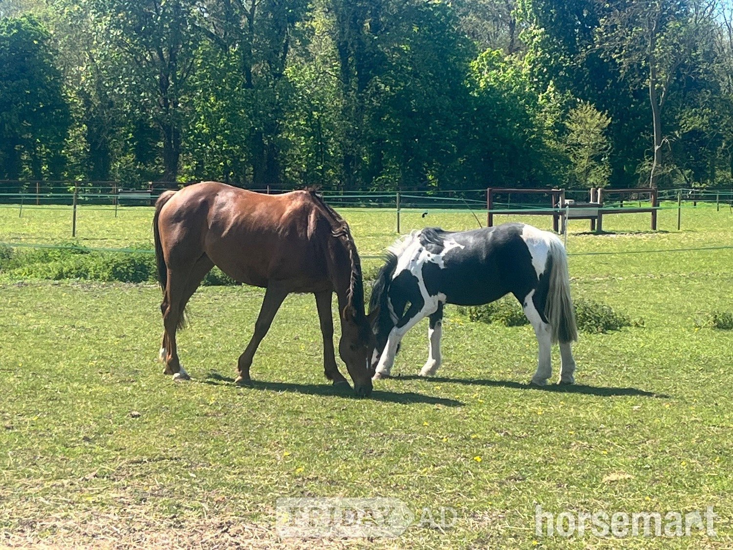 "Danny Boy " Piebald Gelding All Rounder in Stoke By Clare