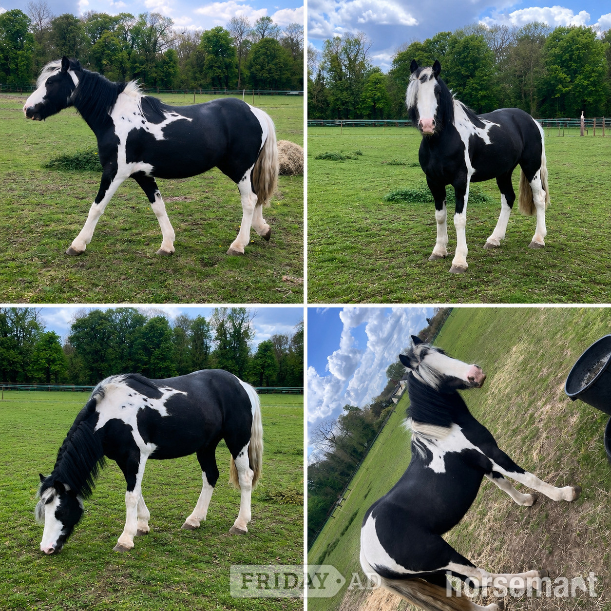 "Danny Boy " Piebald Gelding All Rounder