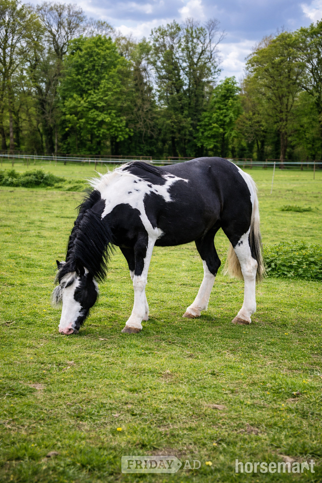 Stoke By Clare "Danny Boy " Piebald Gelding All Rounder