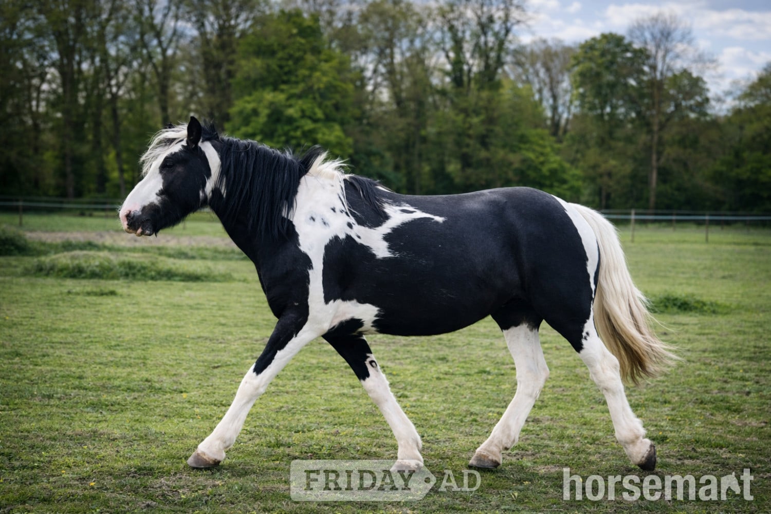 "Danny Boy " Piebald Gelding All Rounder -  in Stoke By Clare