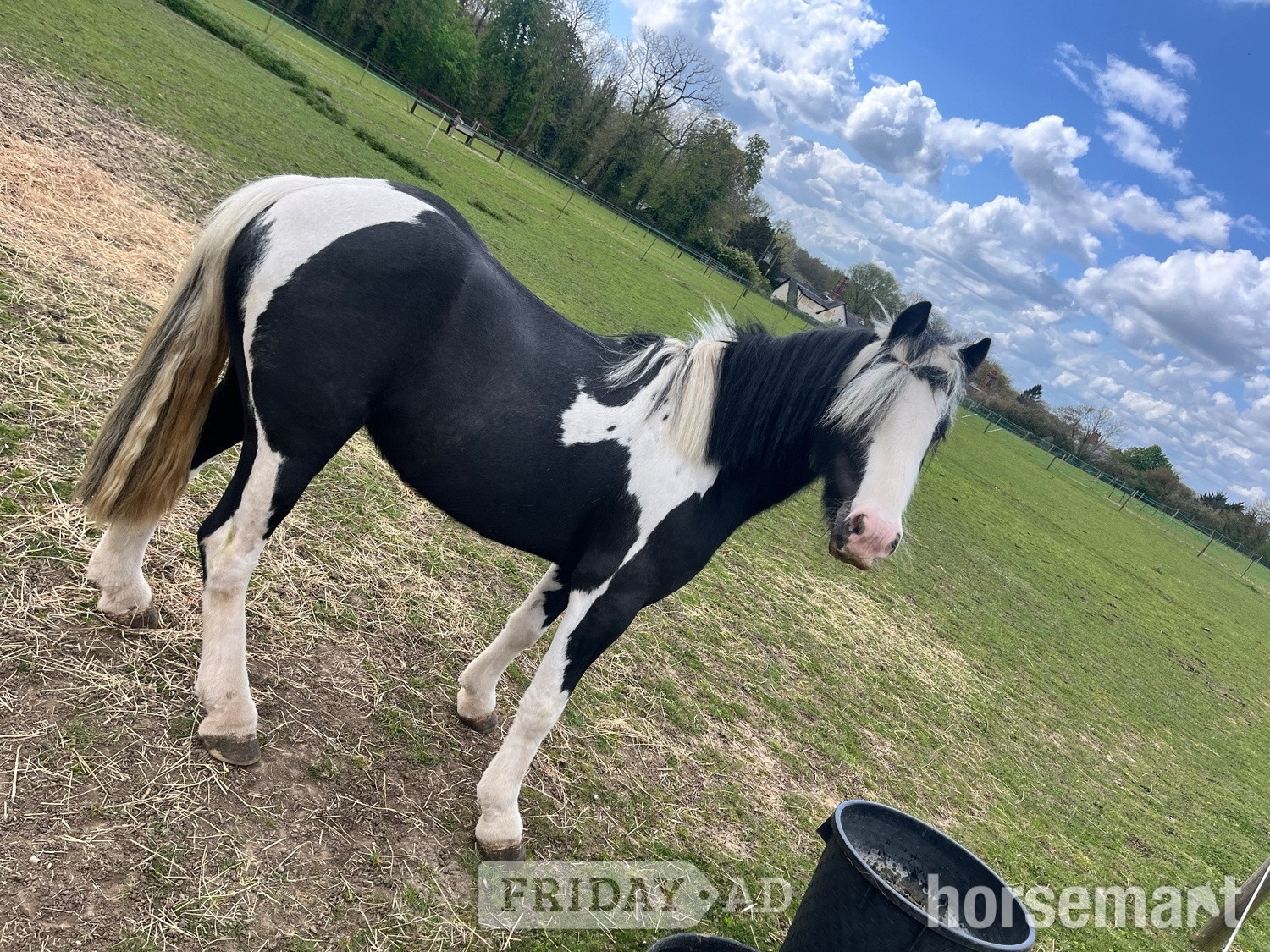 "Danny Boy " Piebald Gelding All Rounder - 