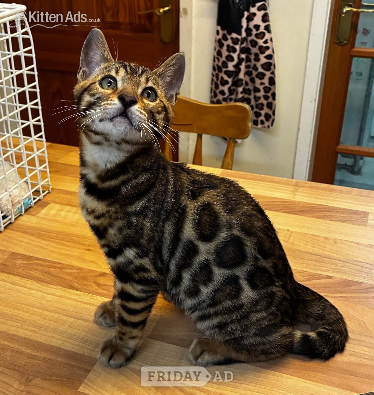 Show Quality Bengal Kitten in Market Drayton