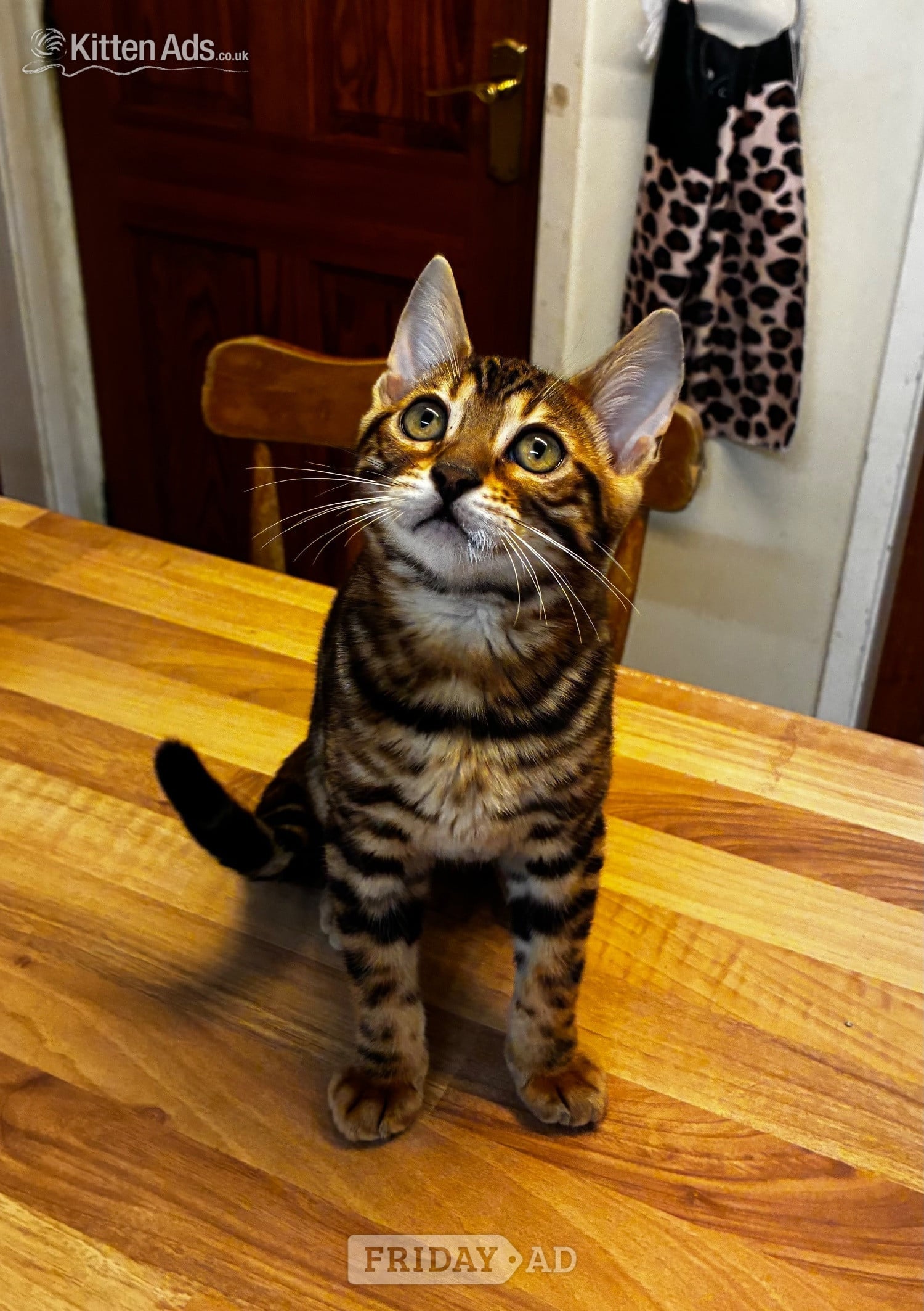Show Quality Bengal Kitten