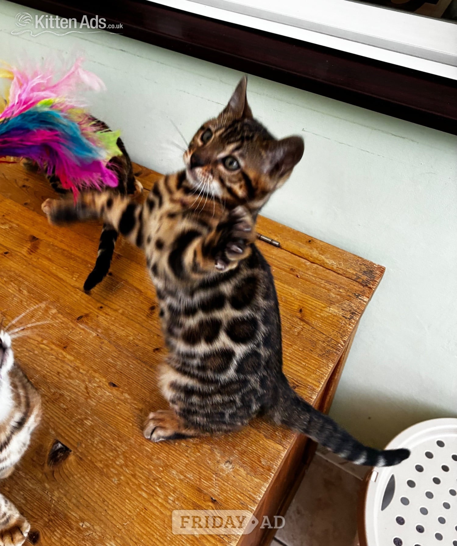 Market Drayton Show Quality Bengal Kitten