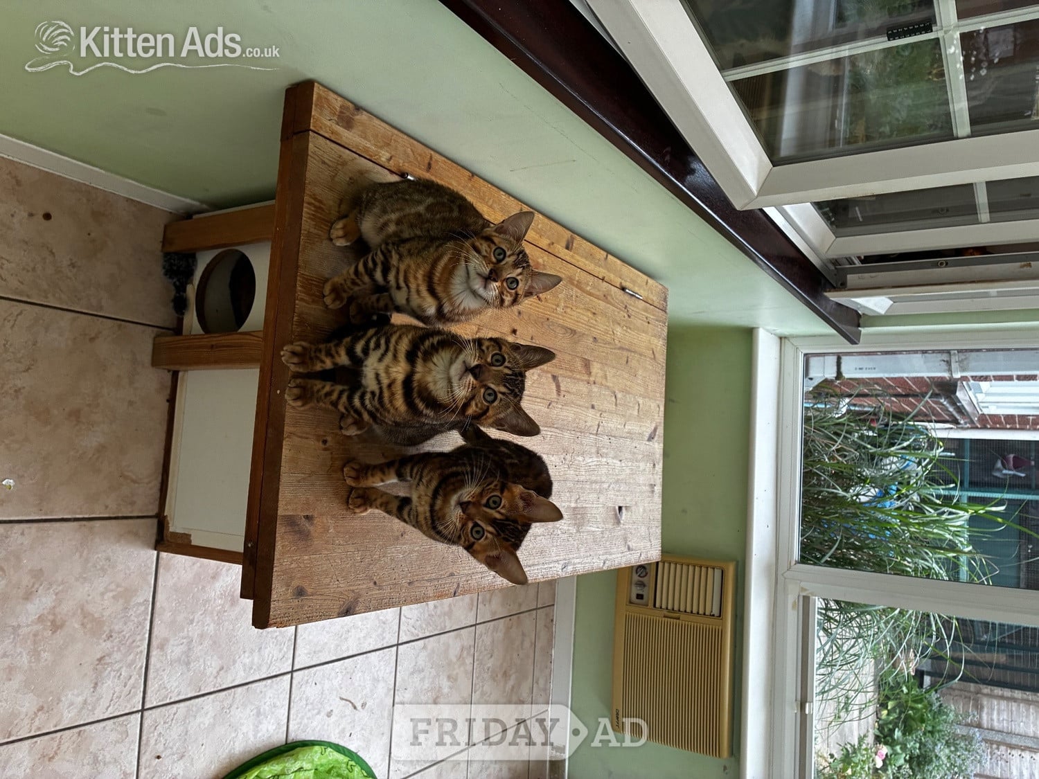 Show Quality Bengal Kitten - Cats & Kittens in Market Drayton
