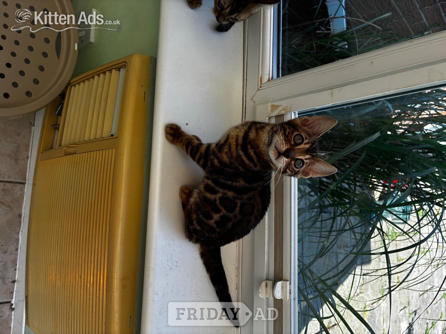 Show Quality Bengal Kitten - Cats & Kittens