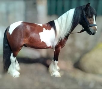 "John" Skewbald Gelding Cob/Heavy Horse
