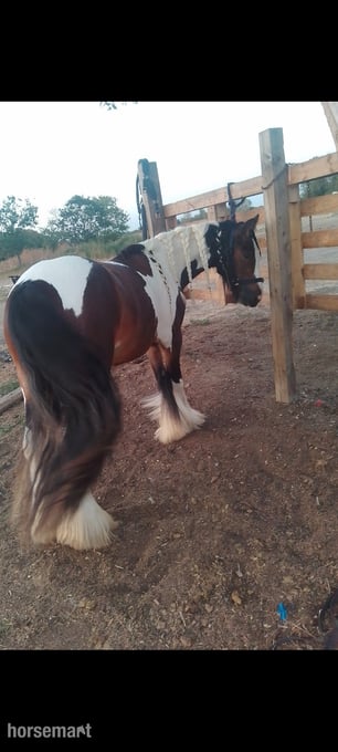 "John" Skewbald Gelding Cob/Heavy Horse