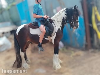 "John" Skewbald Gelding Cob/Heavy Horse
