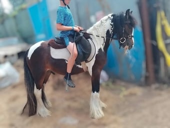 "John" Skewbald Gelding Cob/Heavy Horse