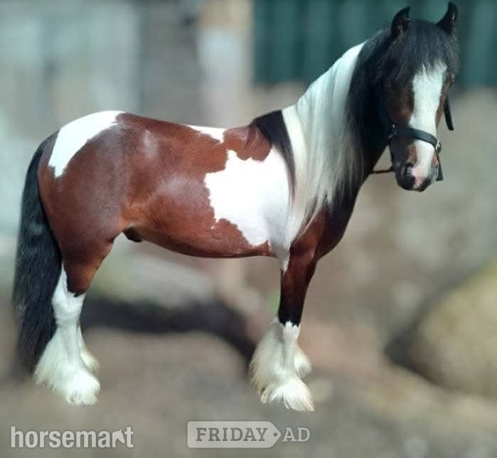 "John" Skewbald Gelding Cob/Heavy Horse