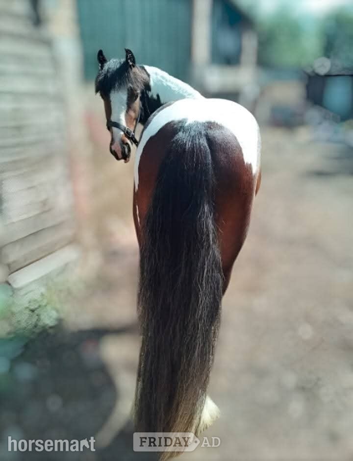Romford "John" Skewbald Gelding Cob/Heavy Horse