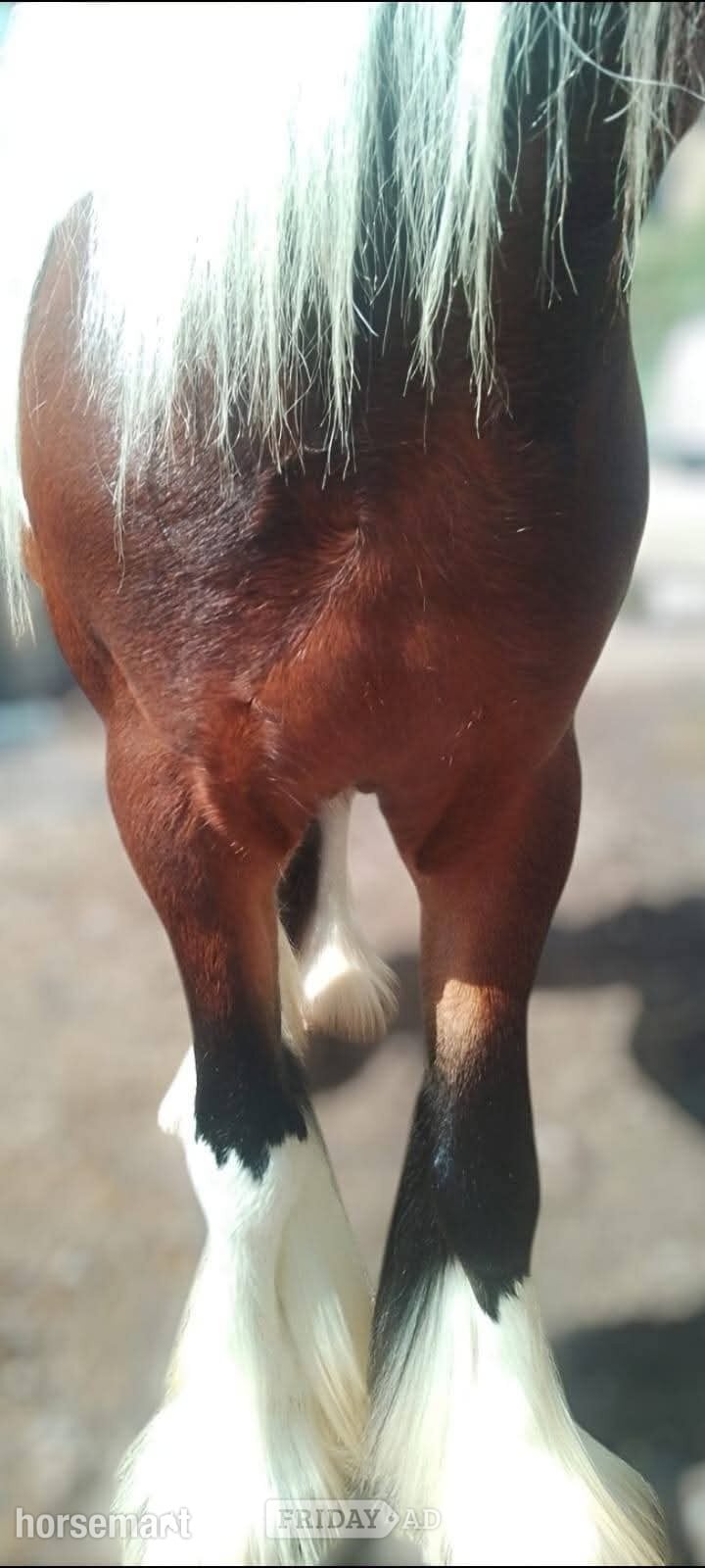"John" Skewbald Gelding Cob/Heavy Horse - Horses