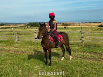 "Ezra " Bay Gelding Pony Club Pony