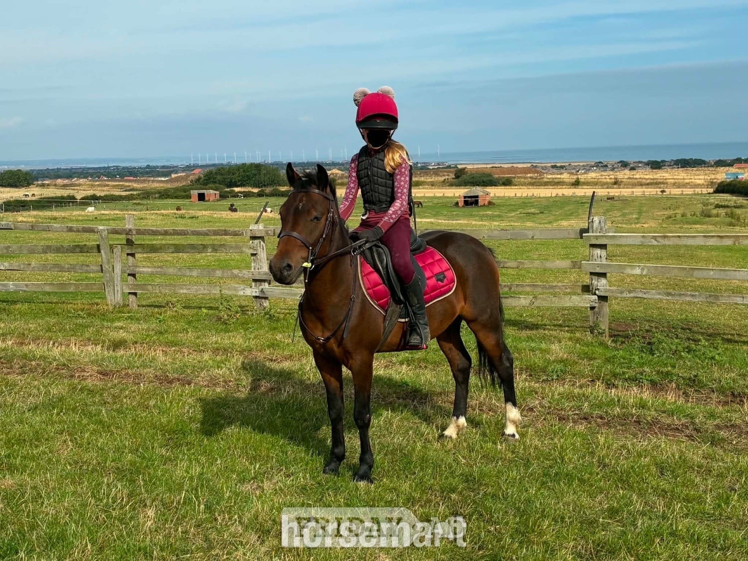 "Ezra " Bay Gelding Pony Club Pony in Saltburn-By-The-Sea
