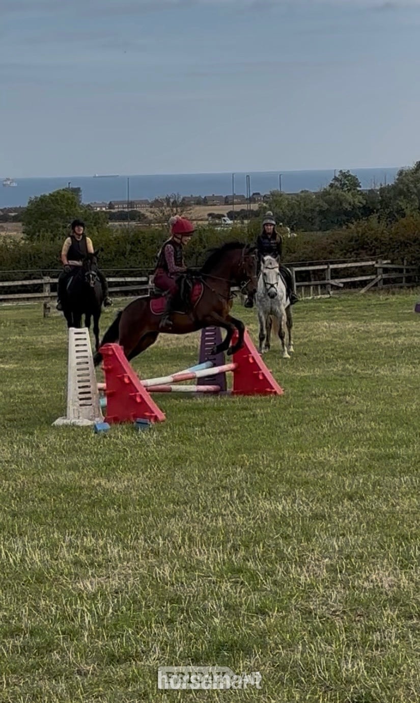 "Ezra " Bay Gelding Pony Club Pony