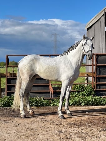 "Cloud " Grey Gelding All Rounder