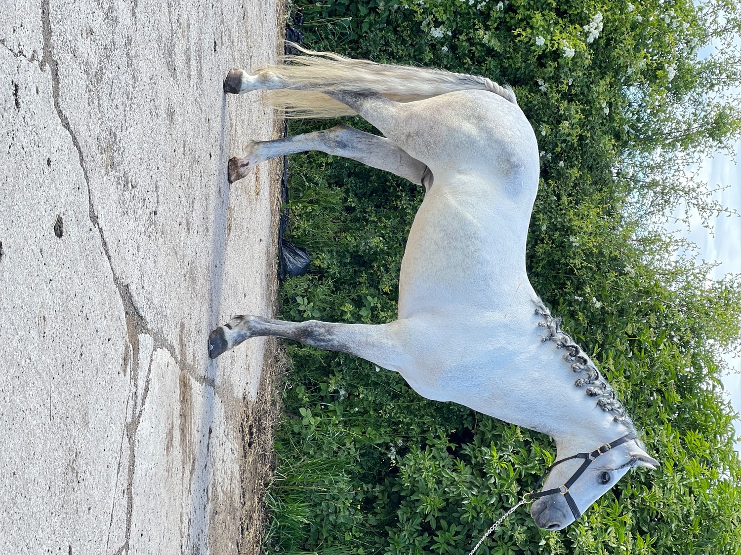"Cloud " Grey Gelding All Rounder