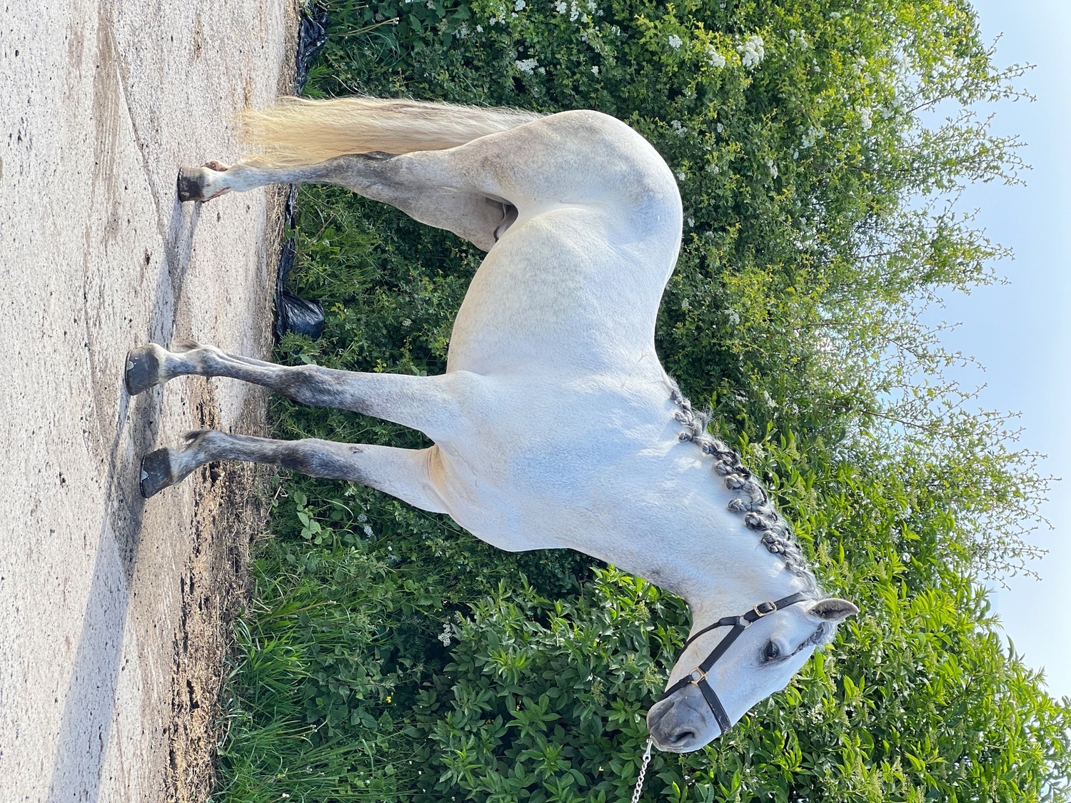 Radcliffe "Cloud " Grey Gelding All Rounder