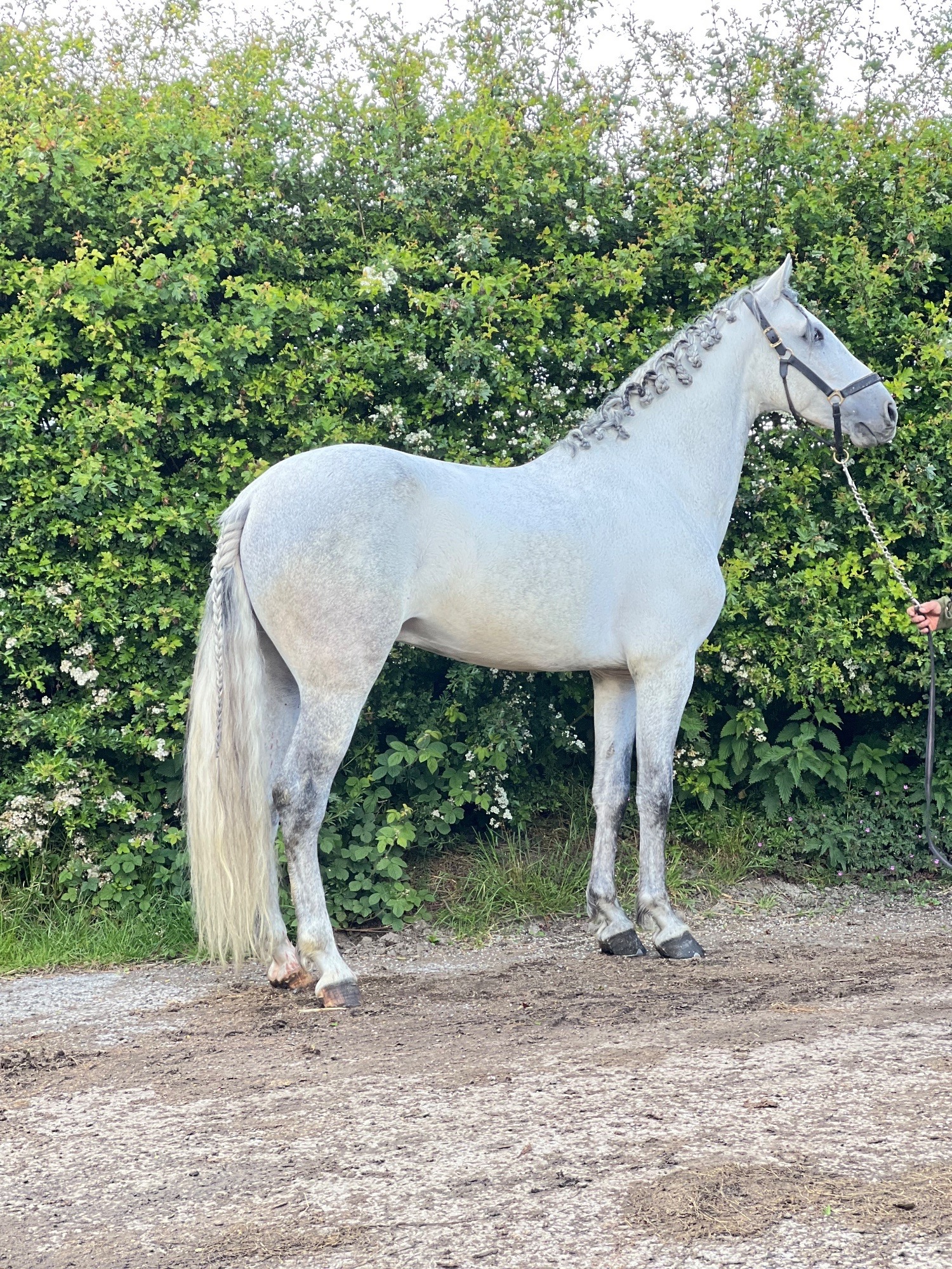 "Cloud " Grey Gelding All Rounder - Horses in Radcliffe