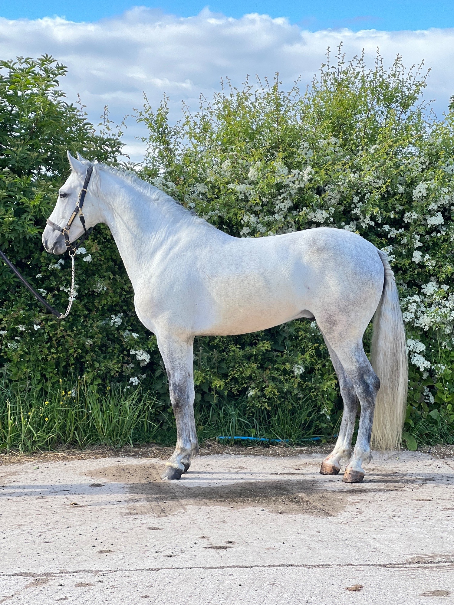 "Cloud " Grey Gelding All Rounder - Horses