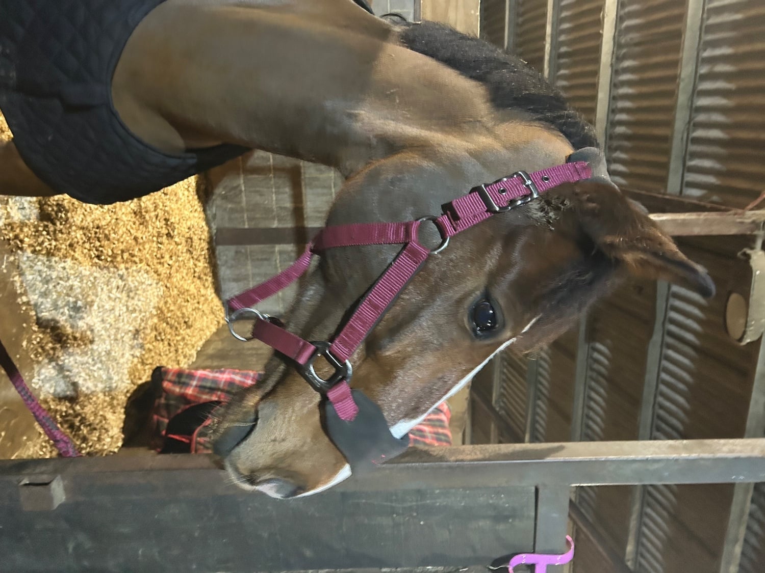 "Bean" Bay Gelding All Rounder