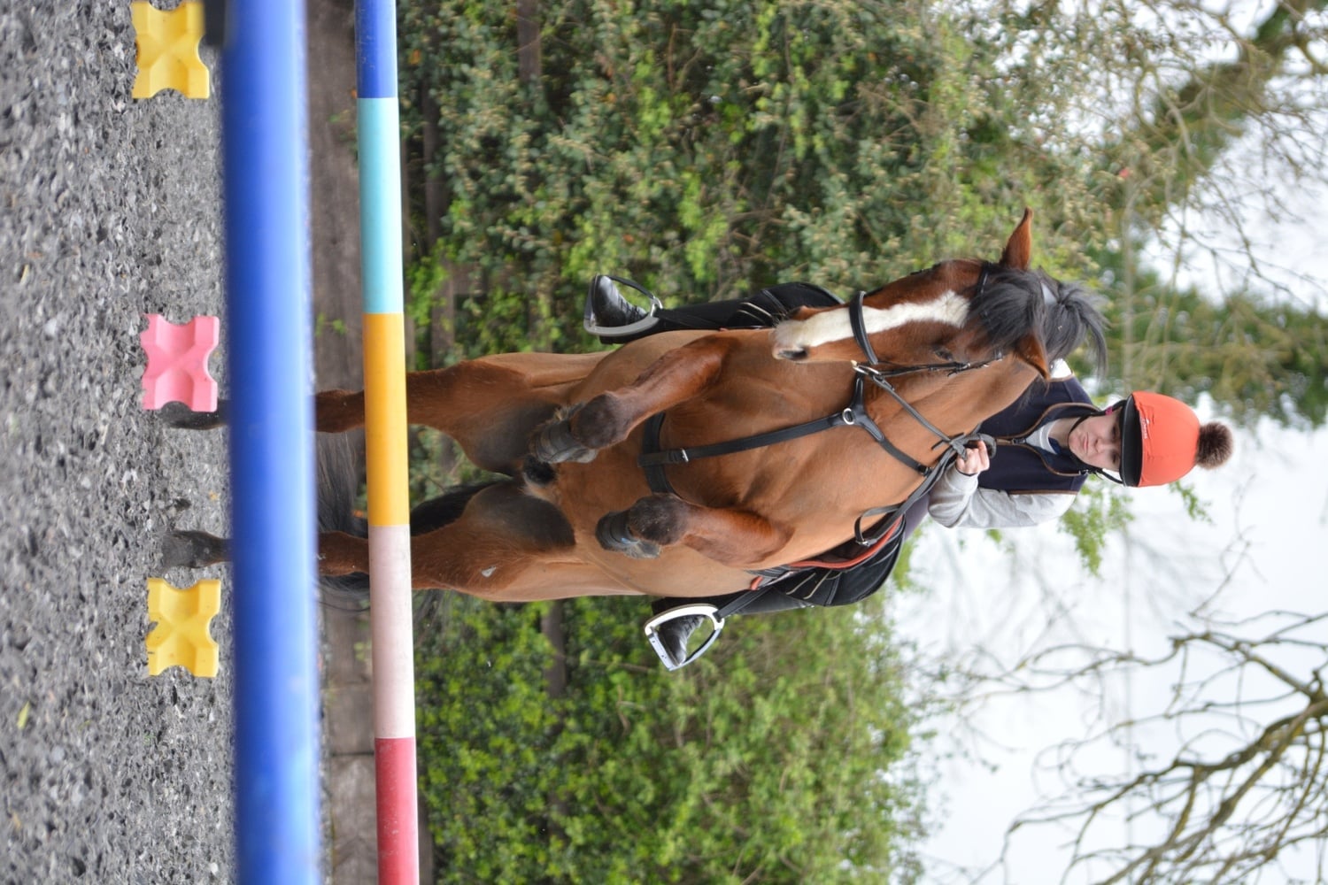 Brackley "Bean" Bay Gelding All Rounder