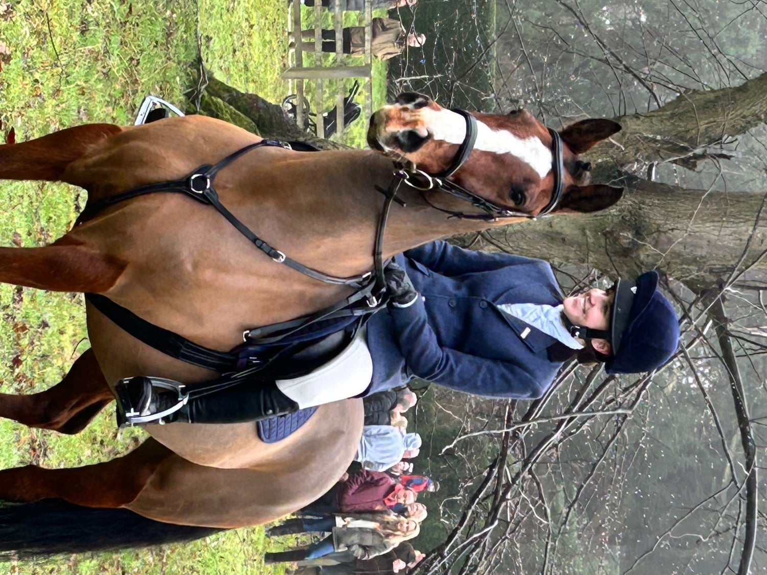 "Bean" Bay Gelding All Rounder - Horses in Brackley