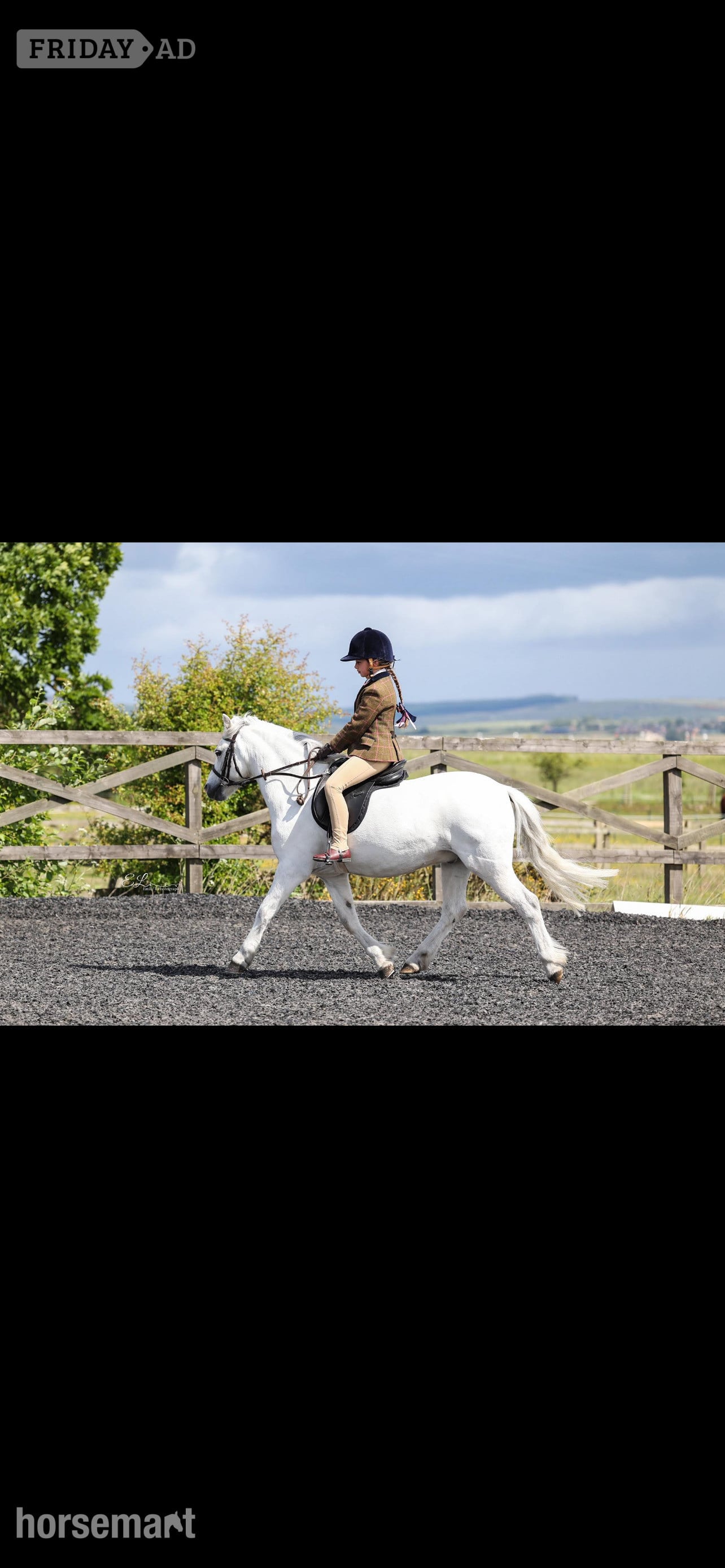 "Mickey " Grey Gelding Showing Horse in Morpeth