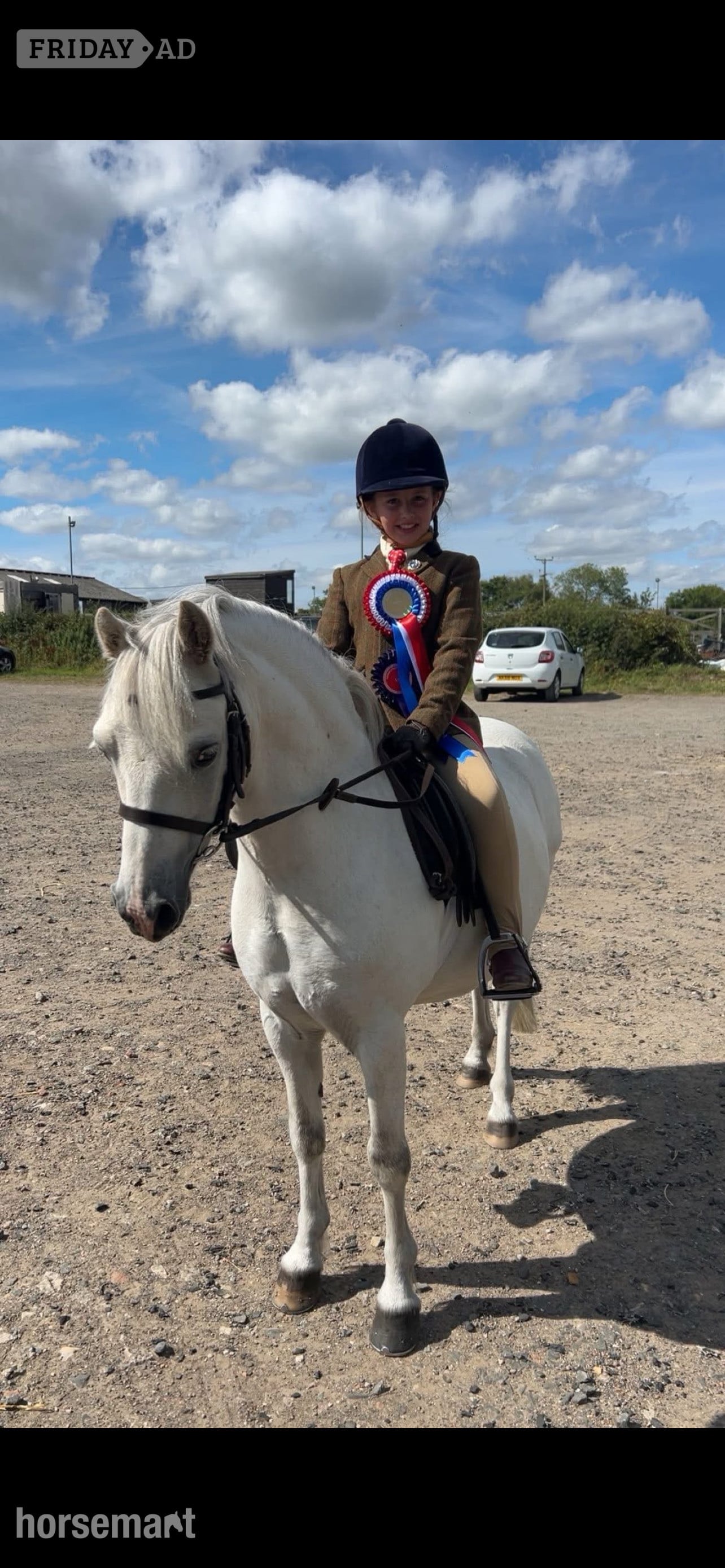 "Mickey " Grey Gelding Showing Horse