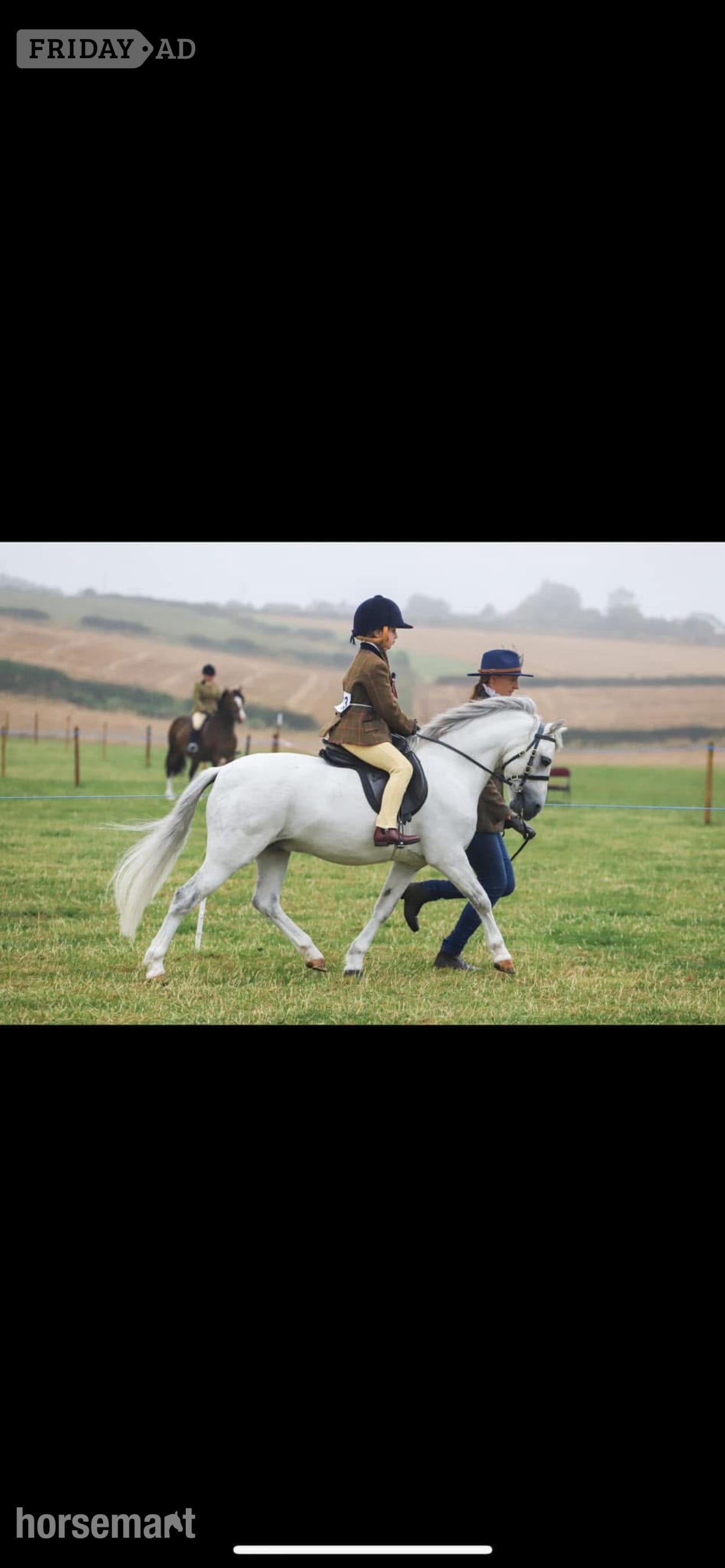 Morpeth "Mickey " Grey Gelding Showing Horse