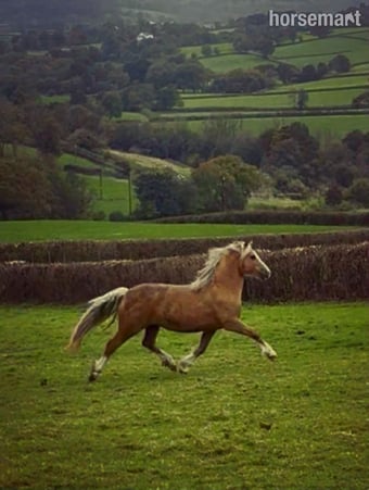 "Dyffryn Cothi Lleuad Mefis " Bay Filly Youngstock / Foal