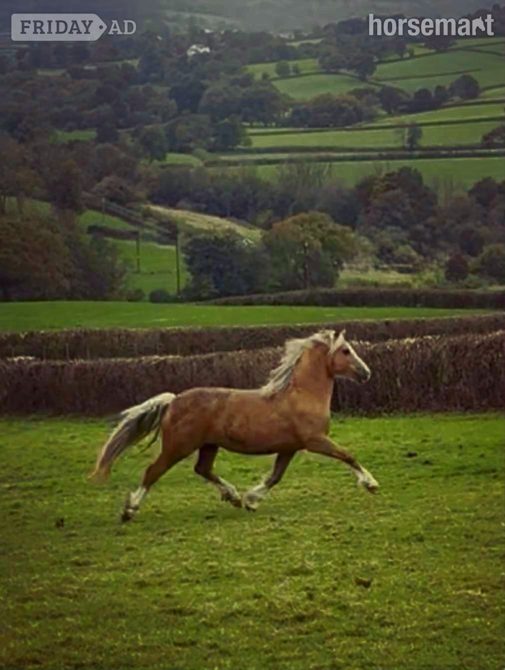 "Dyffryn Cothi Lleuad Mefis " Bay Filly Youngstock / Foal in Carmarthen