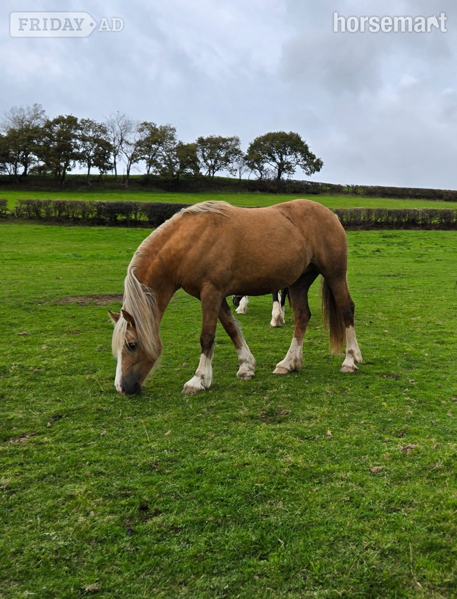 Carmarthen "Dyffryn Cothi Lleuad Mefis " Bay Filly Youngstock / Foal