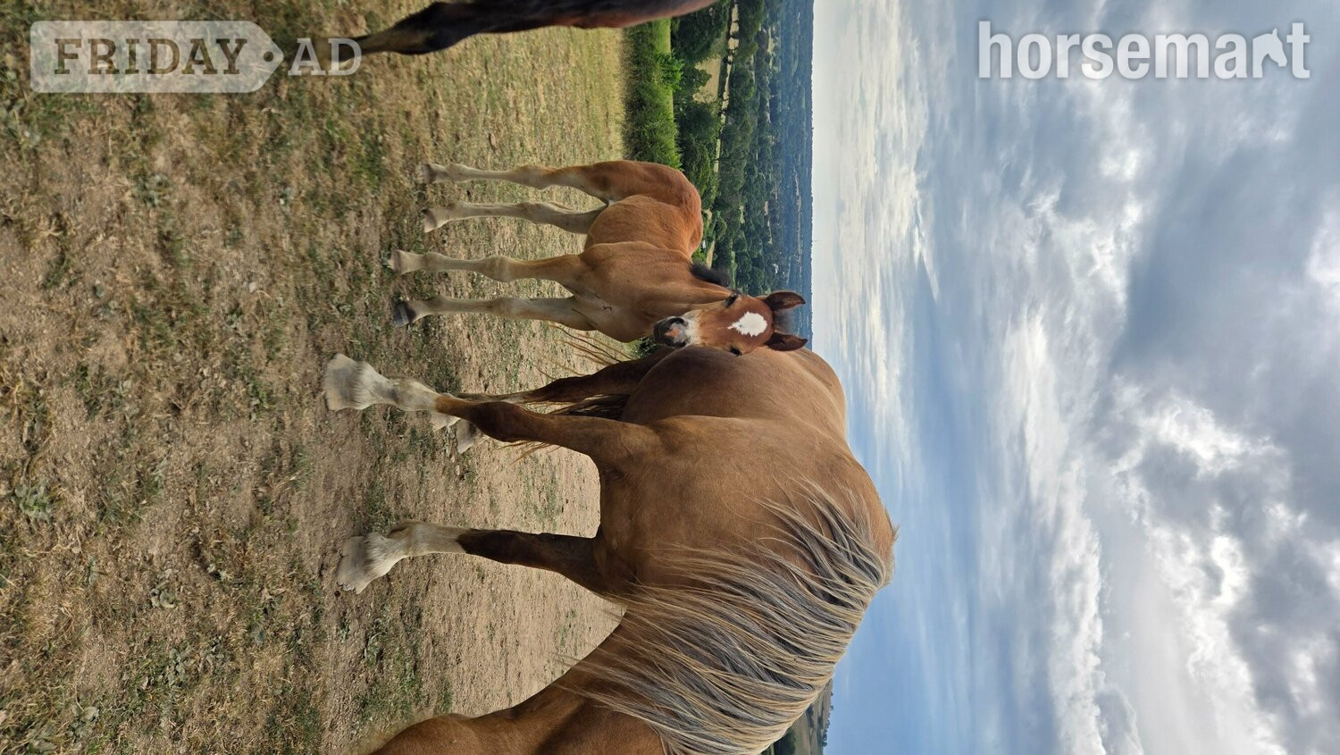 "Dyffryn Cothi Lleuad Mefis " Bay Filly Youngstock / Foal - Horses in Carmarthen