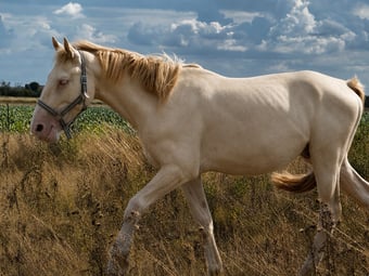"Ambush" Cremello Colt Young Sport Horse