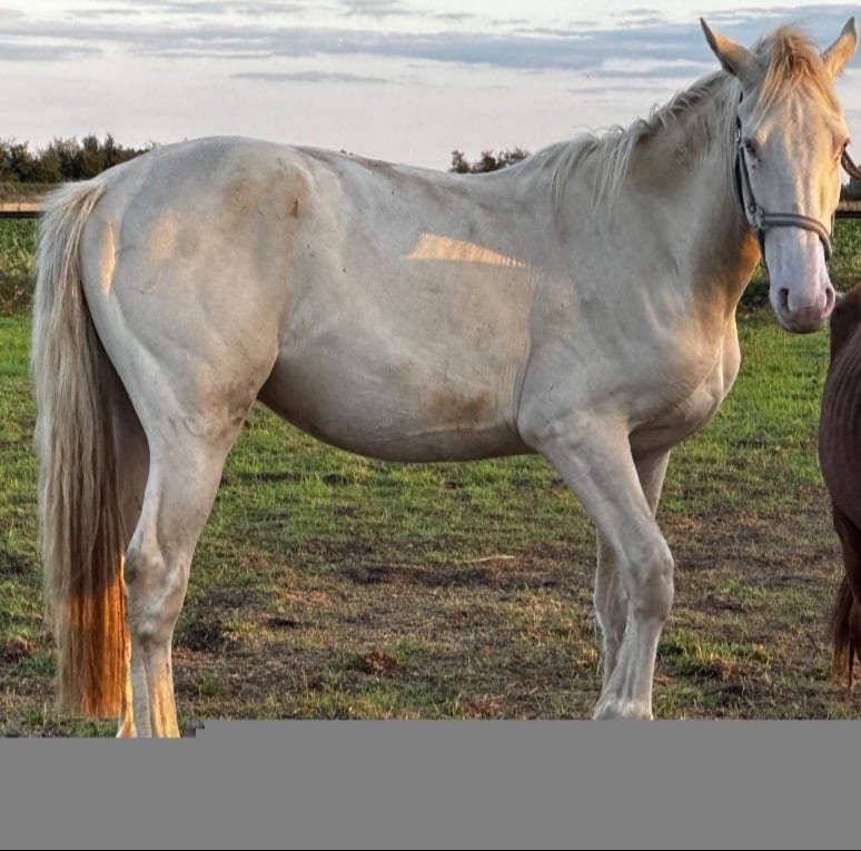 "Ambush" Cremello Colt Young Sport Horse