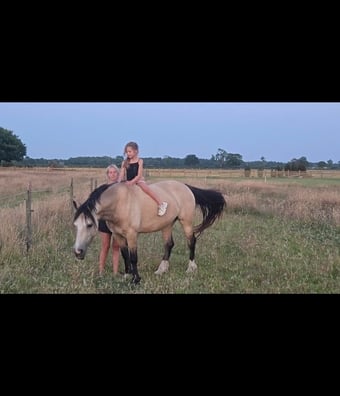 "Baily" Dun Mare All Rounder