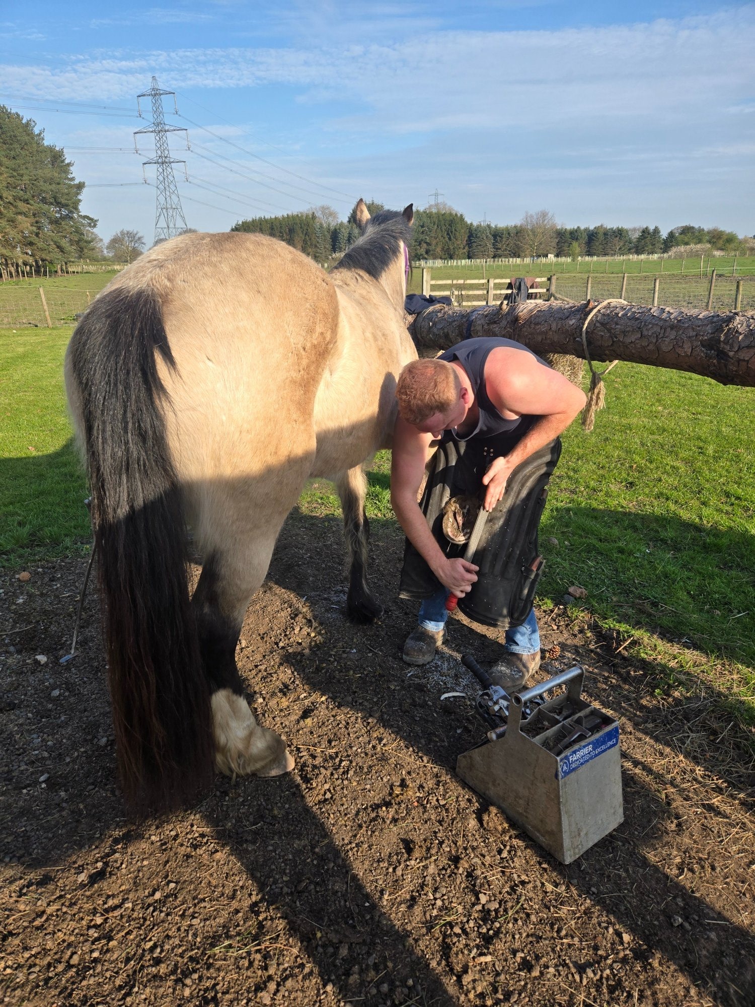 "Baily" Dun Mare All Rounder